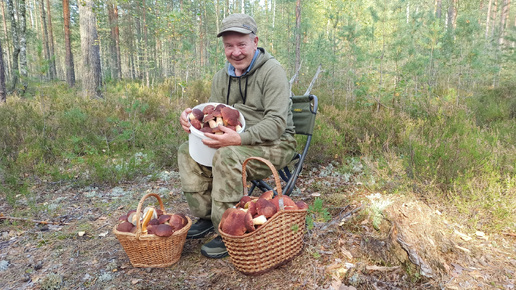 Боровиков и Белых грибов и Грибников много но грибов хватает всем. Сосновый бор, танковый полигон.