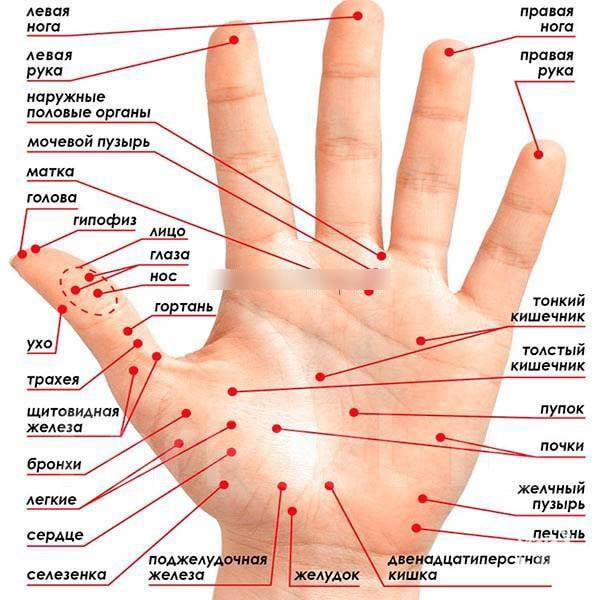 Проекция органов и частей тела на ладони. 