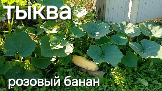 Тыква РОЗОВЫЙ БАНАН выросла не там, где я ее ждала, а потом убежала за забор