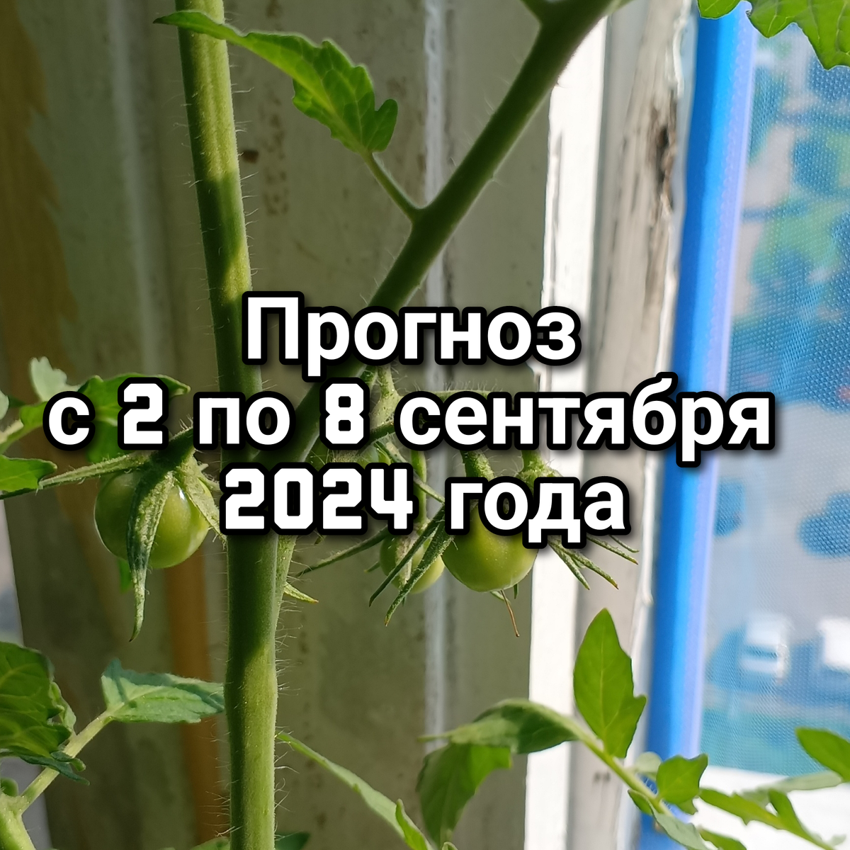  
 
Сегодня ночью было Новолуние, поэтому штормило многих, но дело не только в Новолунии. Дело в том, что Новолуние было в четкой оппозиции с Сатурном. Луна, как секундная стрелка гороскопа быстро отойдёт от Солнца, с которым была в соединении, а Солнце всю неделю будет в оппозиции к Сатурну. Сатурны в Рыбах не самое лучшее для него положение, Рыбы размывают всю структуру Сатурна, а вот Солнце, наоборот, в Деве, хочет, чтобы всё было правильно и разложено по полочкам. Отразится это противостояние может в эмоциональной сфере, потому что Сатурн по своей природе сдерживает и сдерживать он может самовыражение Солнца. Солнце хочет одного, а Сатурн ставит рамки и говорит нет будет по-другому. 
 
Также сейчас квадрат между Марсом и Нептуном, который тоже влияет на эмоциональную сферу. Марс – это действия, Нептун – иллюзии или различные допинги. Из-за этого могут быть странные поступки, хаотичные, порывы управляют действиями. Держите голову в холоде, не пейте алкоголь на этой неделе не туманьте свой разум, если планируете в дальнейшем пользоваться своим мозгом. 
 
Кстати, квадратура Марс-Нептун — это ещё и показатель на вирусные заболевания. На этом аспекте запускалась волна ковида в 2019 году. Чаще мойте руки, принимайте витамины, поднимайте свой иммунитет и следите за гигиеной мыслей, они притягивают вирусы. 
 
Главное событие недели — это соединение Венеры с Лилит и Южным узлом. 
 
Недавно Венера перешла в знак своего управления Весы, а в Весах сейчас находится Лилит и Южный узел, которые были в соединении. Венера подошла к точному соединению Лилит с Южным узлом. 5 сентября это тройное соединение станет точным. Но именно 5 сентября к тройному соединению достроится Луна и обострит это соединение. 5 сентября очень эмоционально сложный день, будьте осторожны с словах и высказываниях, а лучше вообще ни с кем в этот день не общайтесь. 
 
Венера – планета, отвечающая за любовь, за роскошь, за взаимодействие с близкими, за любовь к себе, за гармонию зашла в свой знак и стала царицей на своем троне. Красива, элегантна, добра, дипломатична. Она хочет отношений, хочет всего красивого. Оставьте хамские сальные шутки, сарказм и прочие неуместные остроты, если хотите благосклонности Венеры. 
 
Две личные планеты пришли в знаки своего управления это Венера в Весах и Меркурий в Деве, они в самом благоприятном расположении духа и оказывают на нас сильное влияние. 
 
Венера со 2 по 8 сентября будет в аспекте соединения с Лилит и Южным узлом. Одно только соединение с Южным узлом, которое ослабляет качества планеты добавляет нам всем замкнутости, изоляции в эмоциях, когда захочется замолчать, чтобы лишний раз не сказать или неумение выбирать нужный момент для общения, а Венера про личное. Надо бы обсудить личные или семейные дела, а не ко времени, какое-то всё неуместное. Глубокие серьёзные отношения могут временно претерпеть какие-то изменения, хорошо, если не глобальные, но поставить под вопрос что-то могут. 
 
Помимо Южного узла здесь же и Чёрная Луна, а Лилит на любую планету всегда влияет таким образом, что искажает её истинную суть. Точным соединение Венеры, Южного узла и Лилит станет 4 сентября, а 5 сентября к ним достроится Луна. Четыре небесных персонажа, два из которых хоть и фиктивные, но очень значимые Лилит и Южный узел, и две личные планеты Венера и Луна будут в точном соединении. 
 
Венера про отношения, партнёрство, благородство, а вот Чёрная Луна всё это искажает. Она даст страх одиночества, который может заставить повести себя тем или иным образом не совсем честно и не совсем корректно. Пойти на договоры с собственной совестью лишь бы не остаться одному. Здесь же ещё и сдержанность Сатурна, порывы от Марса в иллюзиях Нептуна, прям целый арсенал, чтобы запутаться и совершить неблаговидные поступки, за которые потом будет стыдно перед самим собой в первую очередь. 
 
Не допускайте, чтобы страх управлял вашими мыслями и действиями. Воздержитесь от соблазнов и искушений, лучше займитесь творчеством напишите рассказ или нарисуйте картину. Сублимируйте всё в творчество пусть и провокационное, ведь в аспектах участвуют Венера и Нептун, а это две творческие планеты. 
 
Из хороших новостей это то, что Меркурий вышел из ретрограда и уже можно стартовать во всех делах, связанных с меркурианской темой. А вот покупать технику на этой неделе я всё-таки не рекомендую, потому что Меркурий сейчас в квадрате с ретро Ураном. Ретро Уран связан с электричеством, со сбоями в работе электроники, с хаосом вообще и квадрат между Ураном и Меркурием может дать изначально поломанную технику, которую придется сдавать по гарантиит, или из-за короткого замыкания она сломается уже у вас дома. Лучше перетерпите немного и купите бытовую или огртехнику на следующей неделе, когда квадрат между планетами разойдется. Телефоны, ноутбуки, компьютеры лучше купить на следующей неделе, а не на этой. 
 
9 сентября Меркурий перейдет в свой знак Деву, ни с кем негативных аспектов делать не будет и вот тогда покупайте с удовольствием всё, что хотите, тем более что и Венера, отвечающая за деньги, отойдёт от Лилит и ничего покупкам мешать не будет, вернее вы не потратите лишние деньги. 
 
Неделя сложная, но предупреждён – значит вооружен. Дело в том, что скоро начнется коридор затмений и фонить начинает как минимум за две недели до первого затмения, а лунное затмение будет 18 сентября в Полнолуние. Ось затмений как раз Овен-Весы и напрямую касается всего, что происходит сейчас в Весах, а там искушения. 
 
Будьте благоразумны, морально опрятны, следите за гигиеной мыслей и не допускайте душевной гнили. 
Всем отличной недели не смотря ни на что.