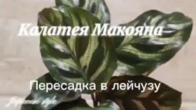 Калатея Макояна. Пересадка в лейчузу