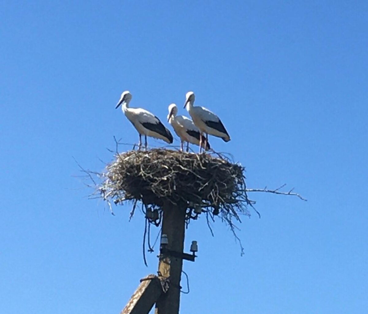 Фото канала Жизнь смеялась, - в ком осталась. 