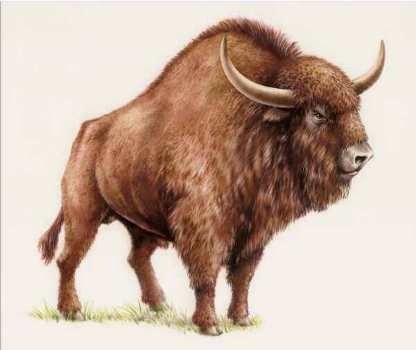 Реконструкция степного бизона -  Bison priscus. Автор Robert Pawlicki - CC BY-SA 4.0