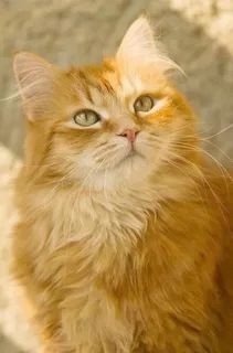 Пушистый красавчик