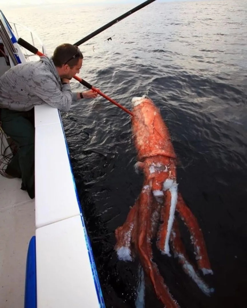 Гигантский кальмар