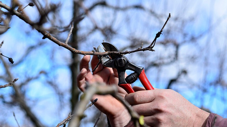 Осенняя обрезка - важный этап подготовки сада к холодам 