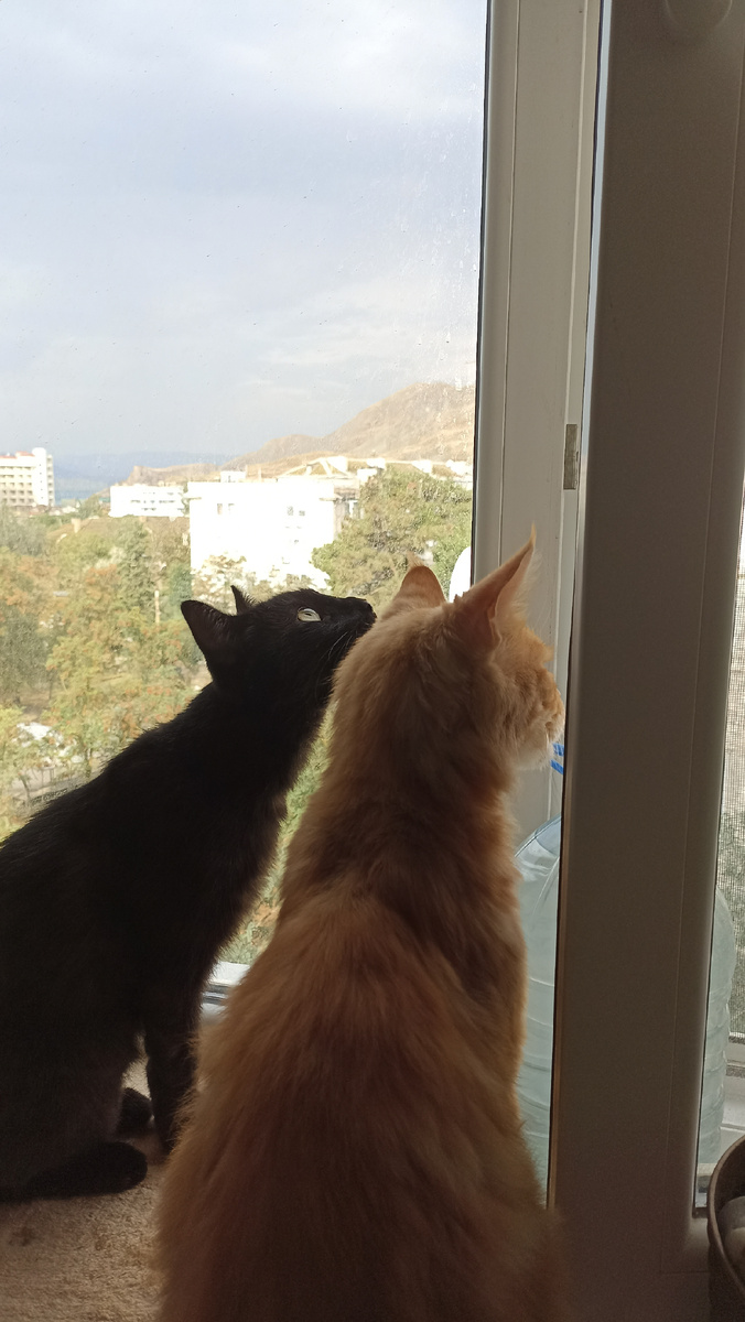 Я сова. Что такое вот и все. Неожиданно прикол. Смешные рыжие коты. Что такое вот и все.