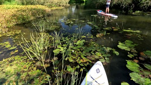 Сплав на SUP по Северке от Мещерино до Шкини 31082024