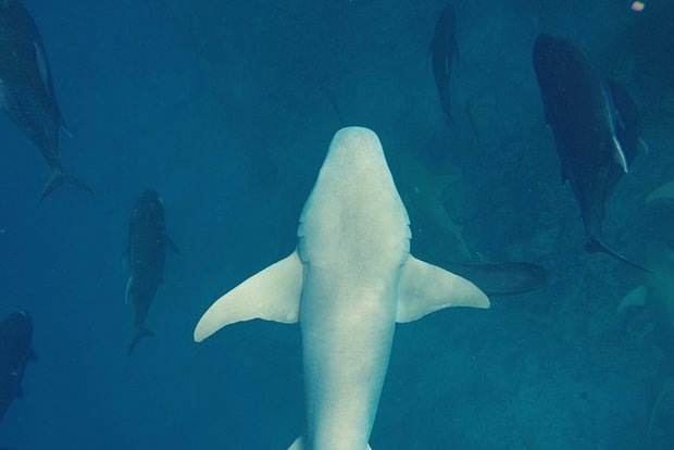 Фото: Abdullah Athif / Unsplash