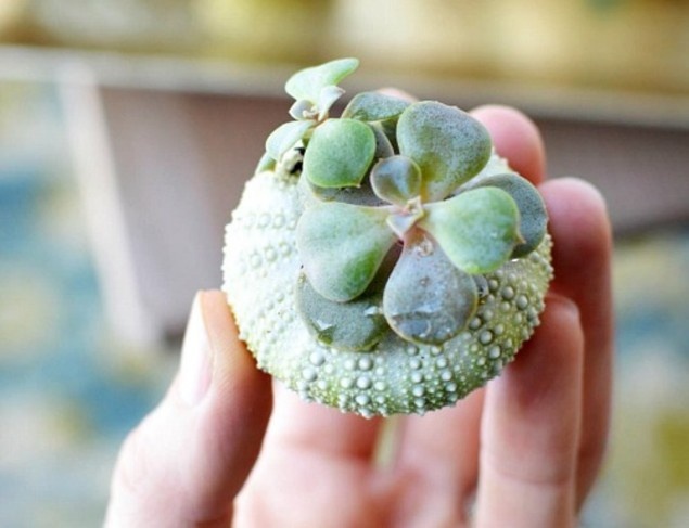    Горшки из ракушек   
Источник: «A Cultivated Nest»