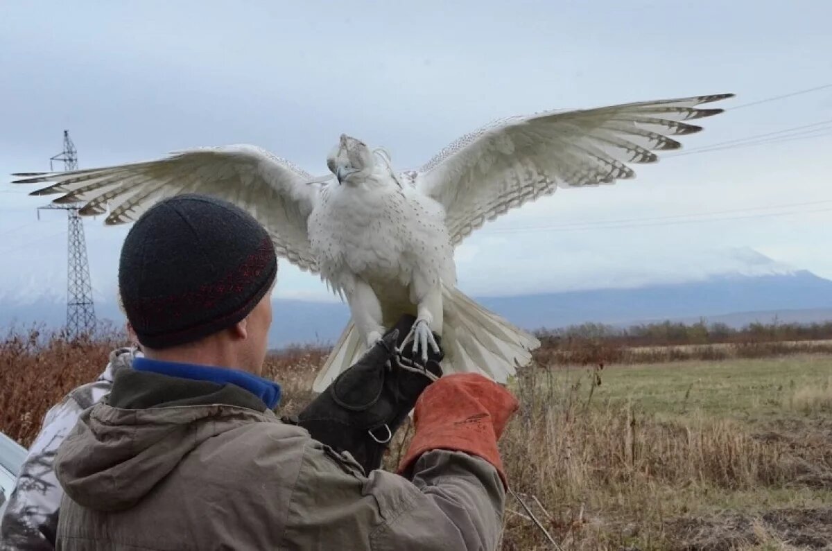    На Камчатке из-за браконьеров в три раза снизилась численность кречетов
