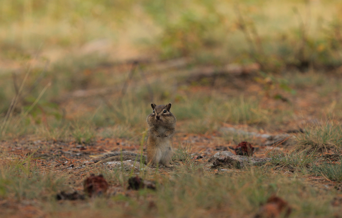 Кадрами из жизни крохотного обитателя Давши поделился Фёдор Мартусов.