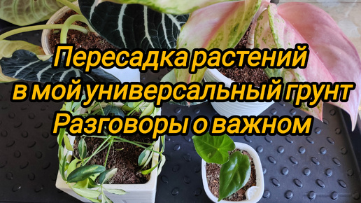 Пересадим растения в мой универсальный грунт и поболтаем. ☺️🌿