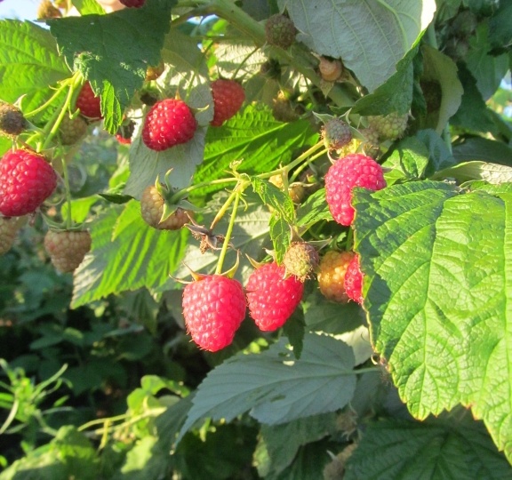 Про малину: подарили 3 ценных совета по обрезке осенью - и добрый урожай. Ягод море, крупные и сладкие: агрономы советуют