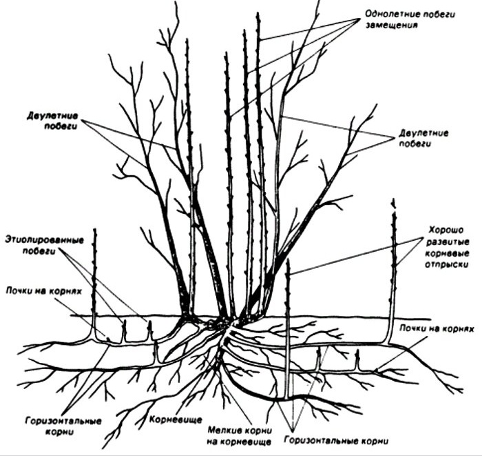 Обрезка лапчатки весной схема. Когда обрезать кусты осенью. Когда обрезать кусты осенью. Схема обрезки крыжовника осенью. Жимолость обрезка куста.