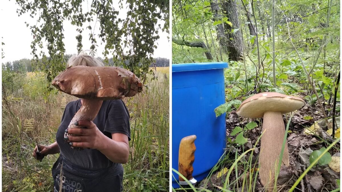     Автор: Ольга Поташникова Источник: vk.com / Грибы и грибные места Новосибирск НСО форум 2024