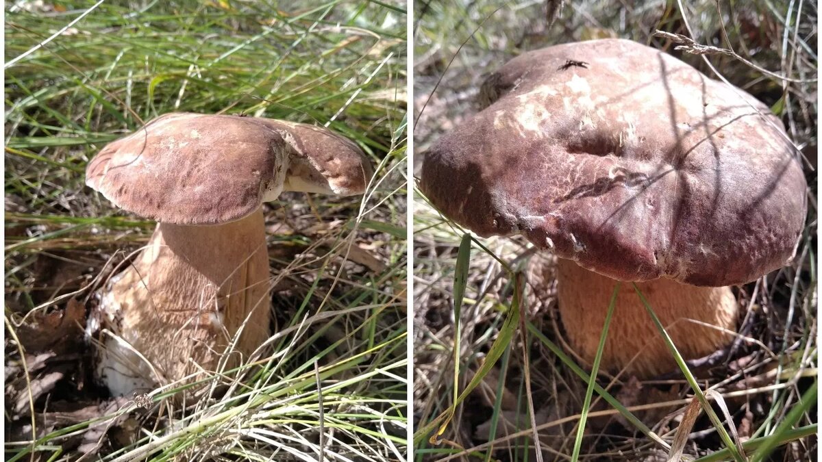     Автор: Ольга Поташникова Источник: vk.com / Грибы и грибные места Новосибирск НСО форум 2024