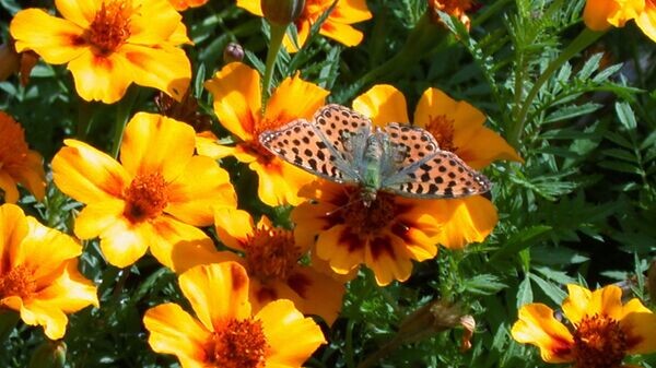    © Sputnik / Рухкян