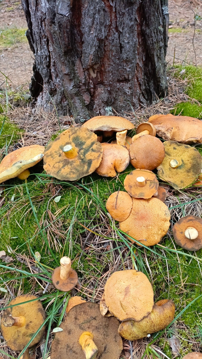 Строчки грибы из алтайский край. Первые грибы на алтае. Белые грибы алтайский край. Фото лисичек в ведре в лесу. Форум алтайских грибников.