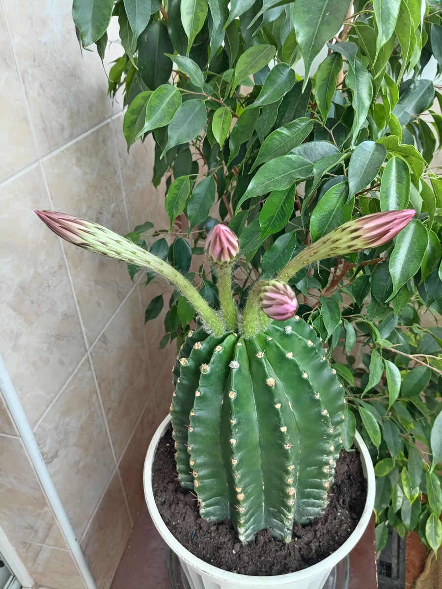 Продолжение следует. 