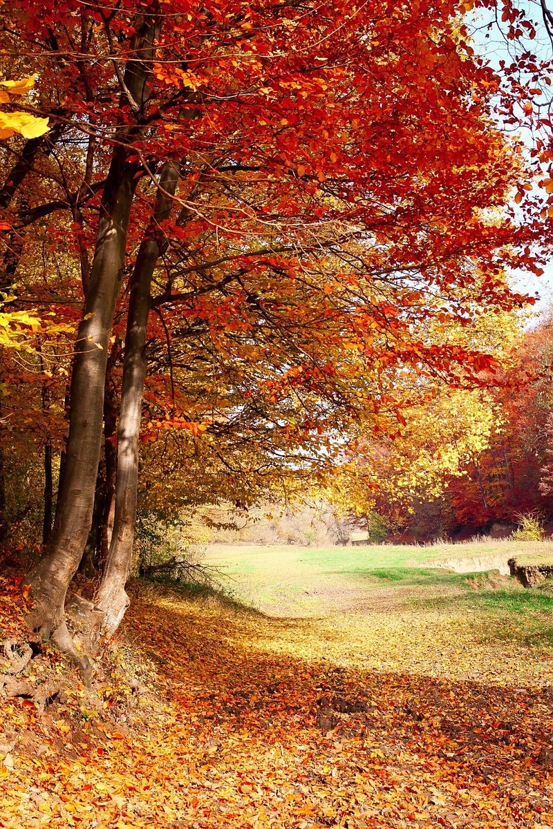    valiunic - Pixabay