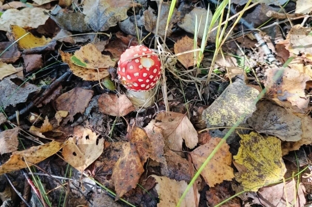    До +29 градусов ожидается в Псковской области 4 сентября