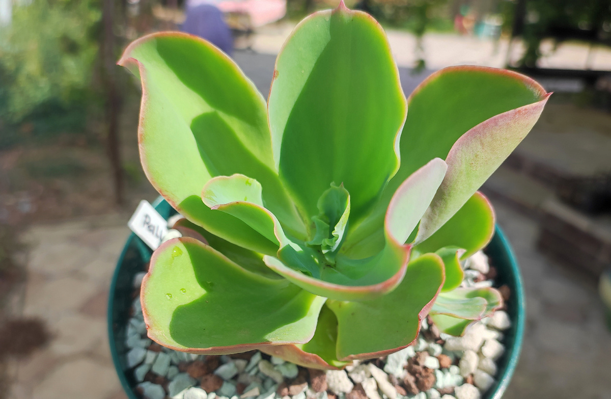 Крупные эхеверии: Палида и Пати Дресс