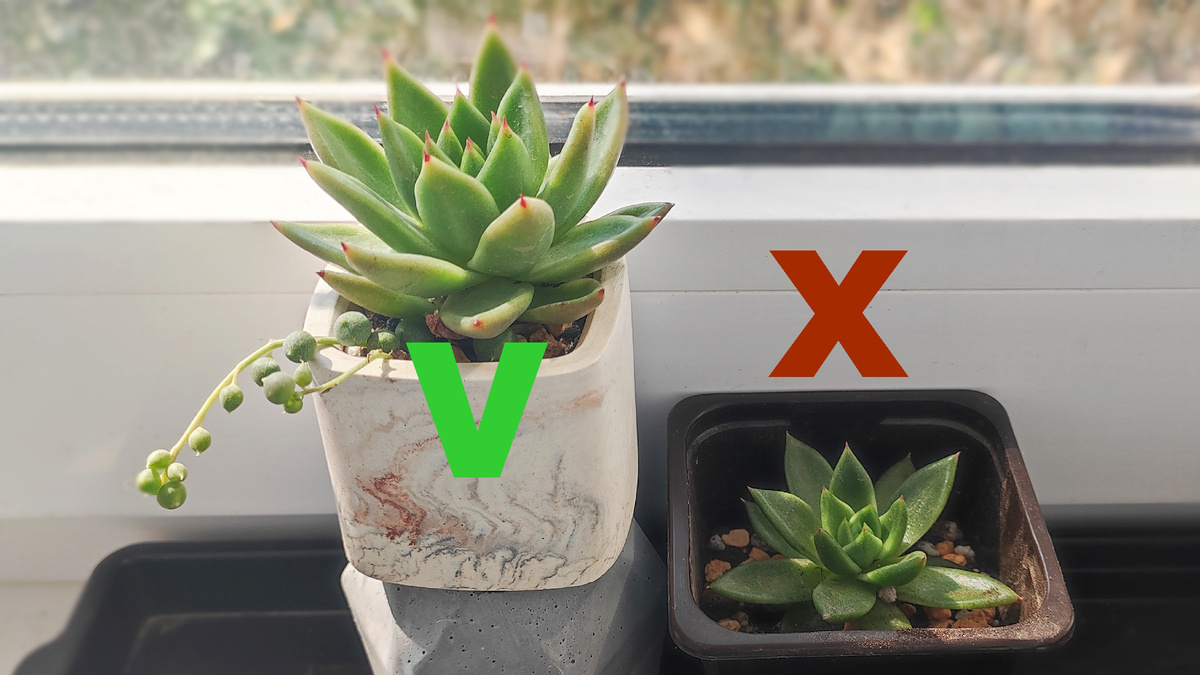 Пример правильного и не правильного расположения суккулентов на окне.