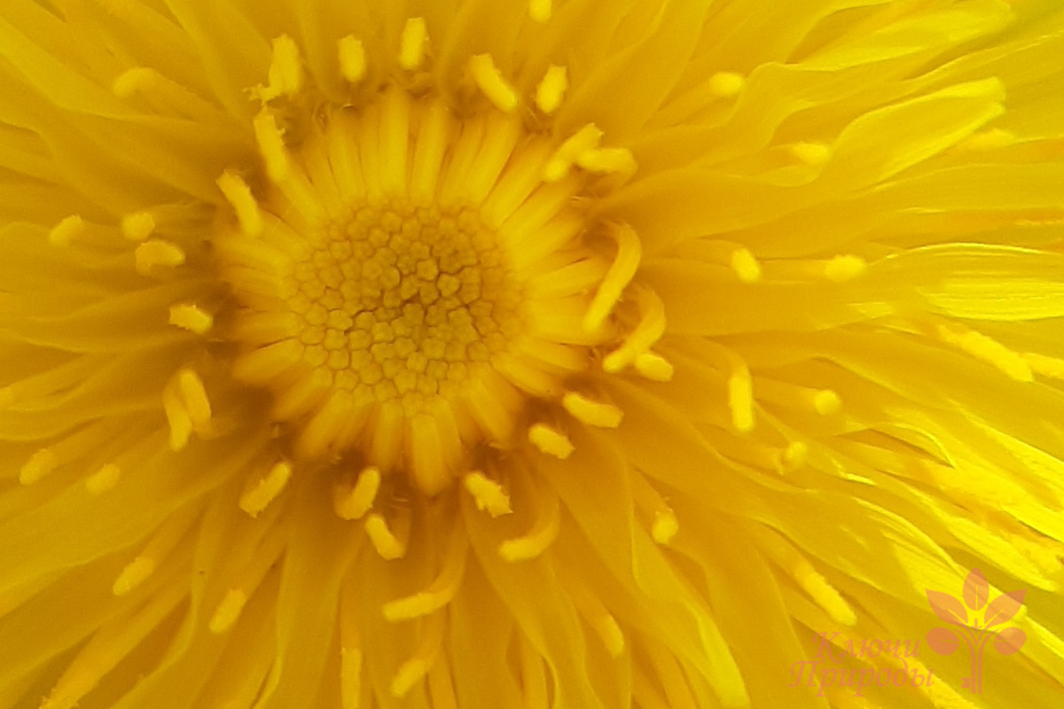 Одуванчик лекарственный (Taraxacum Officinale)