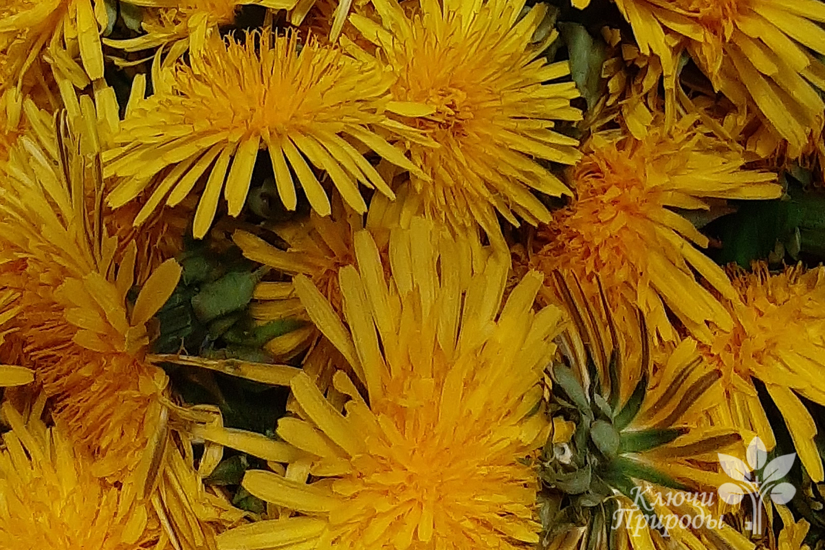 Одуванчик является одним из основных компонентов очищающих травяных сборов