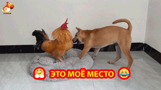 Щенок прогнал старого Петуха с массажа из своей кроватки ❣️🥰😂 Никакого покоя почтенному Петьке 🤗