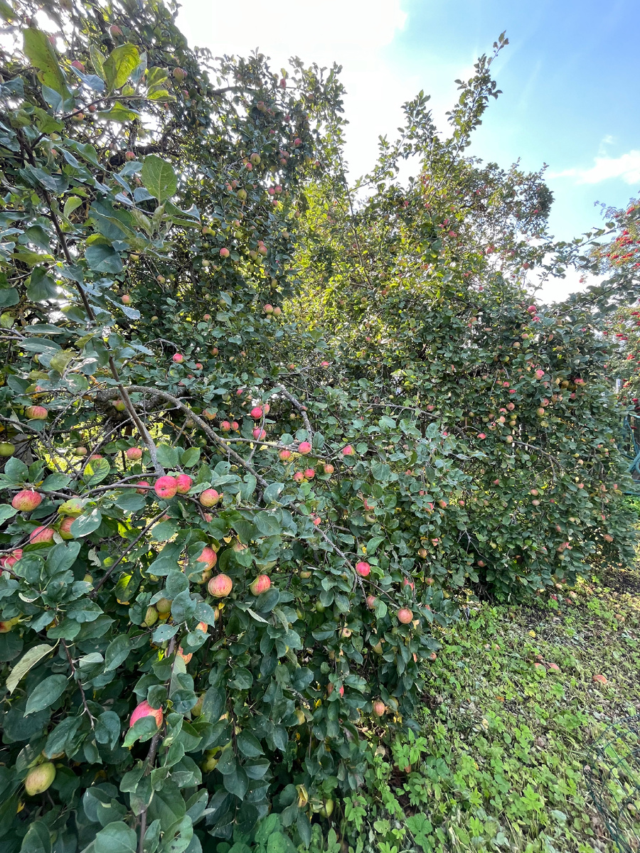 Это всего 2 яблони