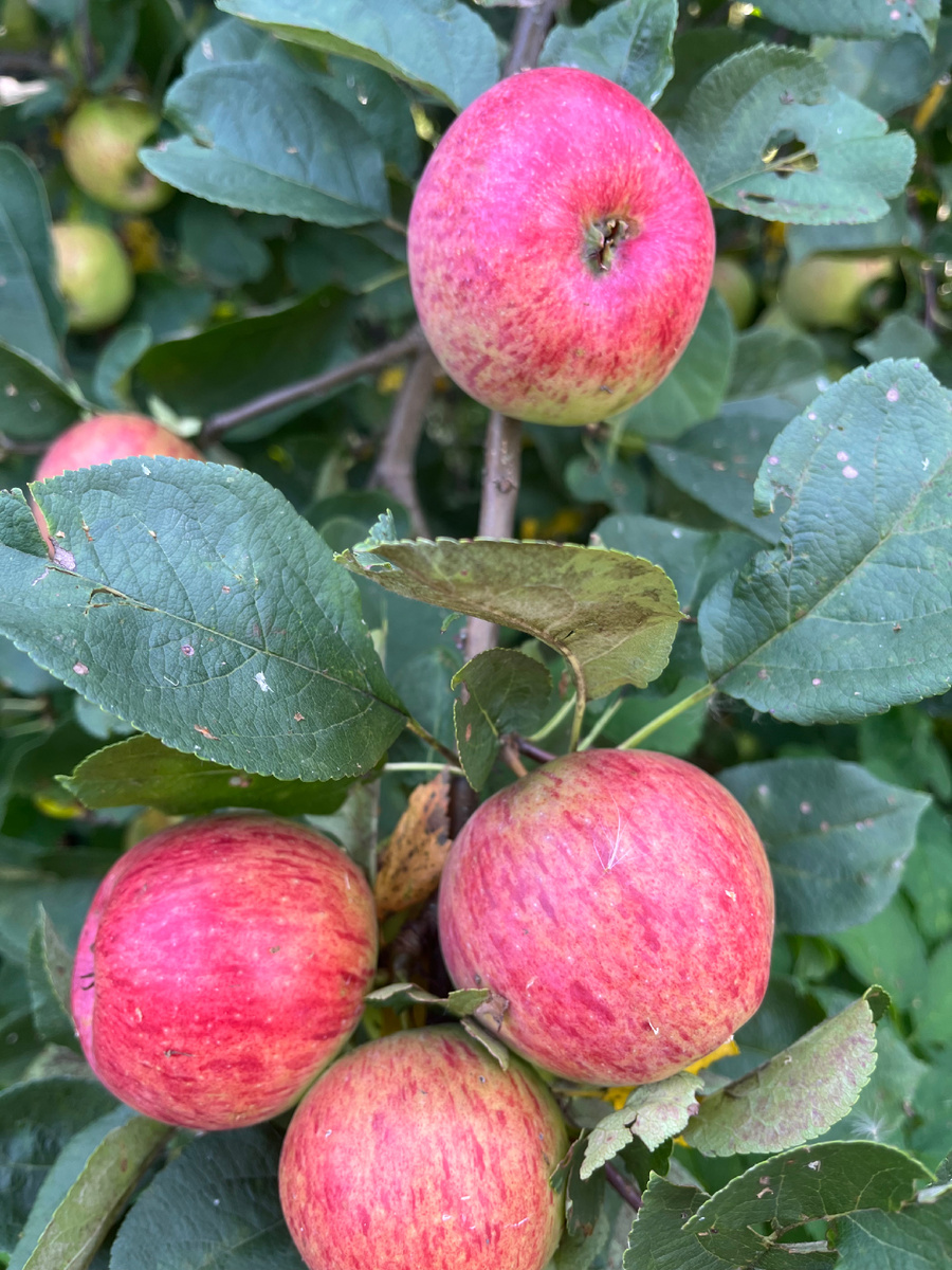 Мои красотки