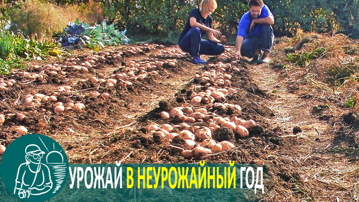 Download Video: 🥔 Посадка картофеля с навозом под окучивание 🌿 Выращивание картофеля по технологии Гордеевых