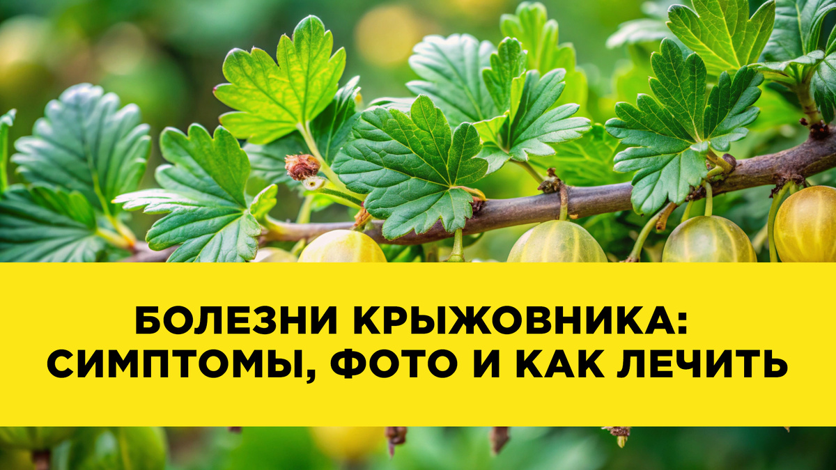 Основные болезни крыжовника