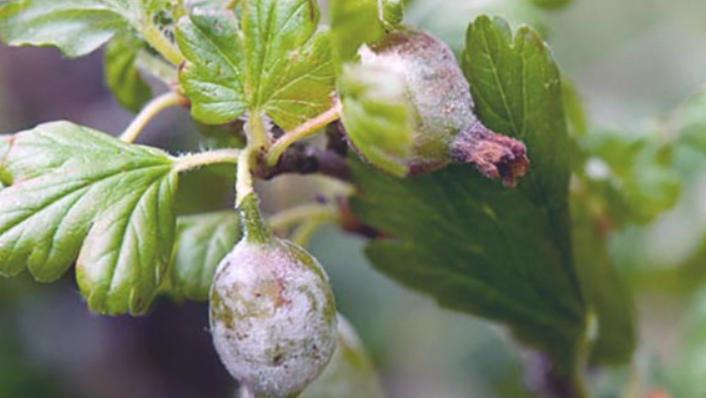 Мучнистая роса на крыжовнике