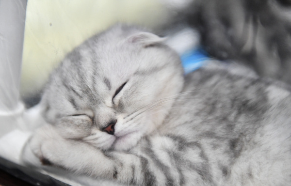 Фото: РИА Новости/Наталья Селивёрстова