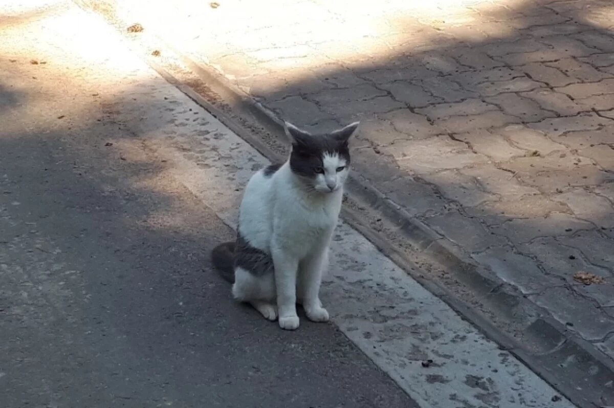    В Анапе кот задушил змею и принес ее хозяйке