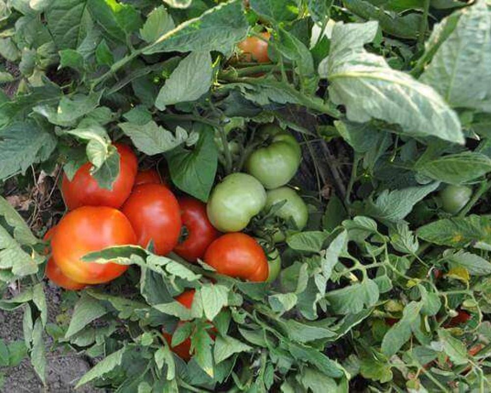 вот так он растет. 