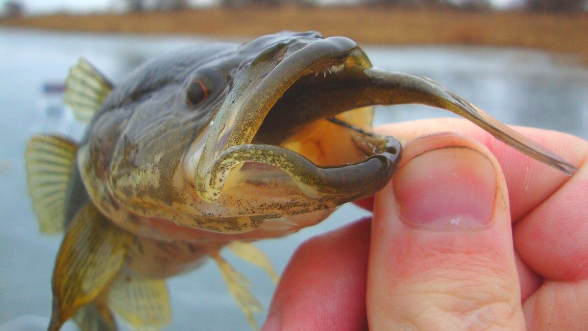 Я этому змееголову ещё фору дам