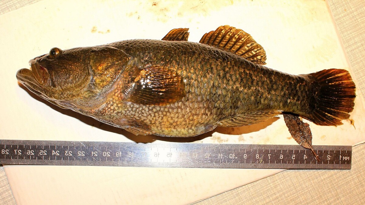 Пусть я и не гигант, но плавник у меня что надо!