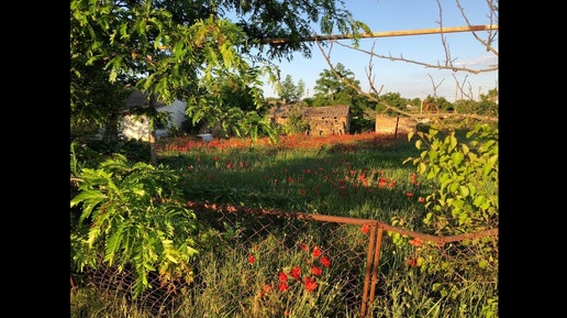 Сходила  в больницу . (27.05.19)