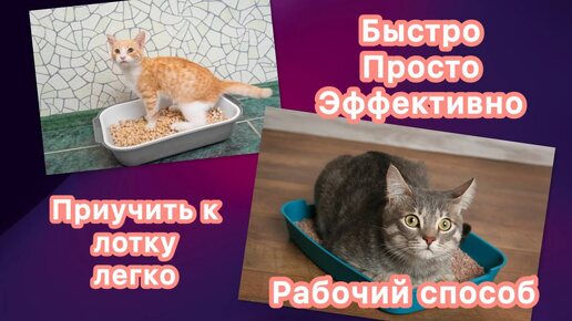 Приучить котенка к лотку быстро и просто