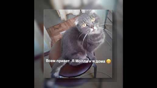 Как нашлась кошка 