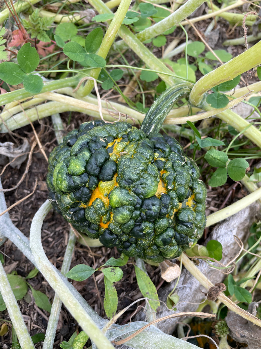 Тыква-«мурашка» неизвестного мне сорта в Аптекарском огороде в Москве.