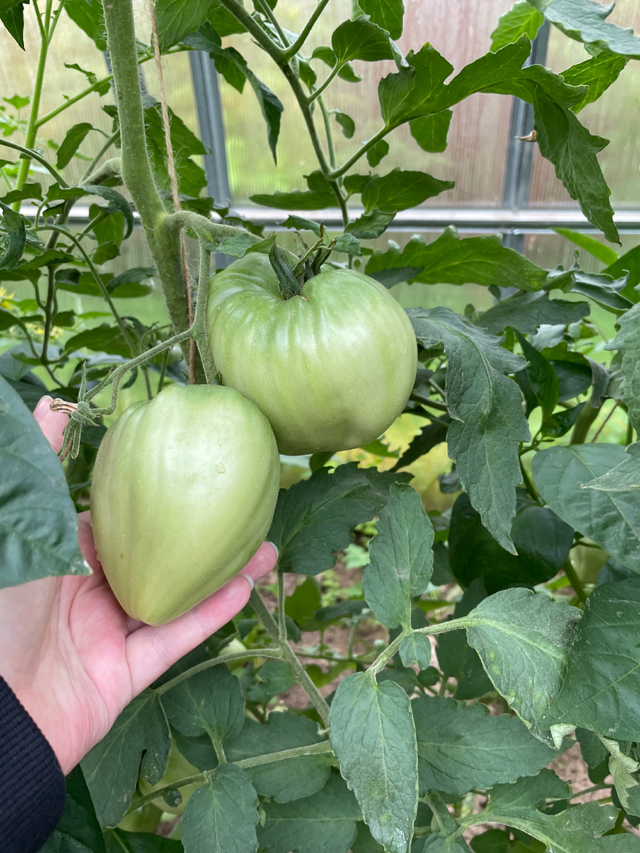 Сокровище инков F1 от агрофирмы Партнер