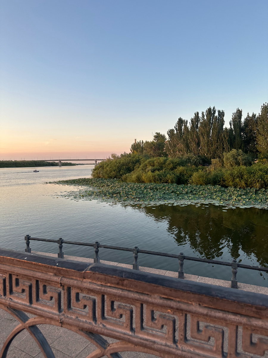 Лотосовые заросли