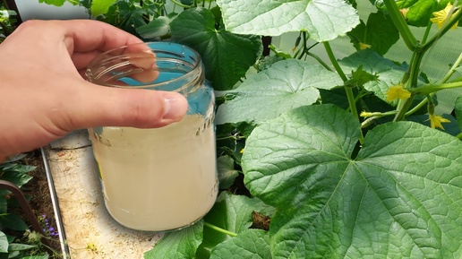 Огурцы желтеют листья. Огурцы желтеют листья. Аскохитоз огурца. Желтеют листья огурцов в августе. Пожелтение края листа у огурцов.