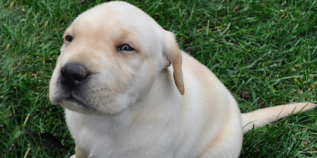 9 популярных мифов о собаках, в которые многие по ошибке верят