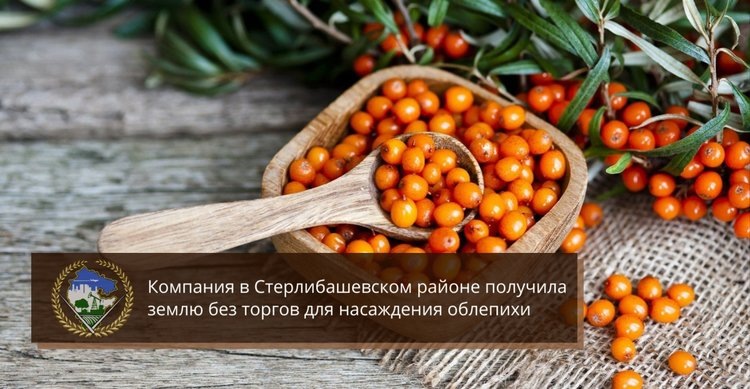   Крупнейшая в России плантация облепихи появится в Башкортостане